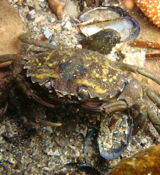 crabe vert sur morbihan