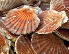 coquille st jaques sud morbihan