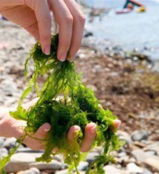 Algues commestibles camping Les Embruns Camoël entre Arzal, La Roche Bernard et Pénestin sud Morbihan