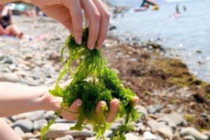 Algues commestibles camping Les Embruns Camoël entre Arzal, La Roche Bernard et Pénestin sud Morbihan